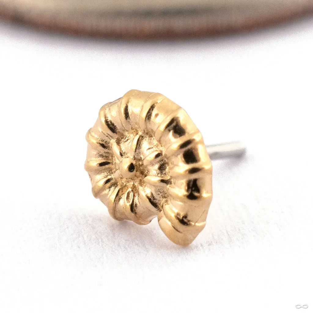 Ammonite Press-fit End in Gold from Oracle