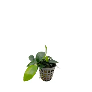 Anubias nana mini