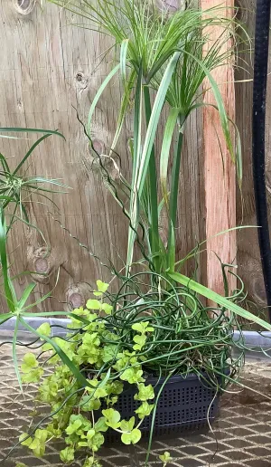 Aquabasket 8" with Cyperus