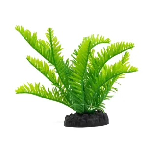 AquaSpectra Fern Green 15cm