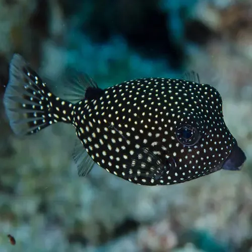 Black Boxfish (Ostracion Meleagris) – Striking Black Colouration with Dazzling Dot Patterns