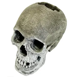 Blue Ribbon Lifelike Human Skull