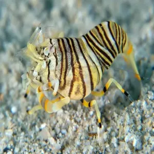 Bumble Bee Shrimp (Gnathaphyllum americanum)