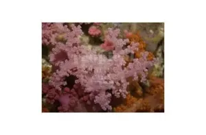 Bush Coral Pink (Scleronephthya spp)