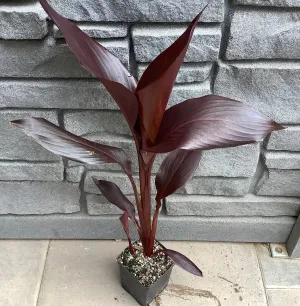 Canna Australis 5"