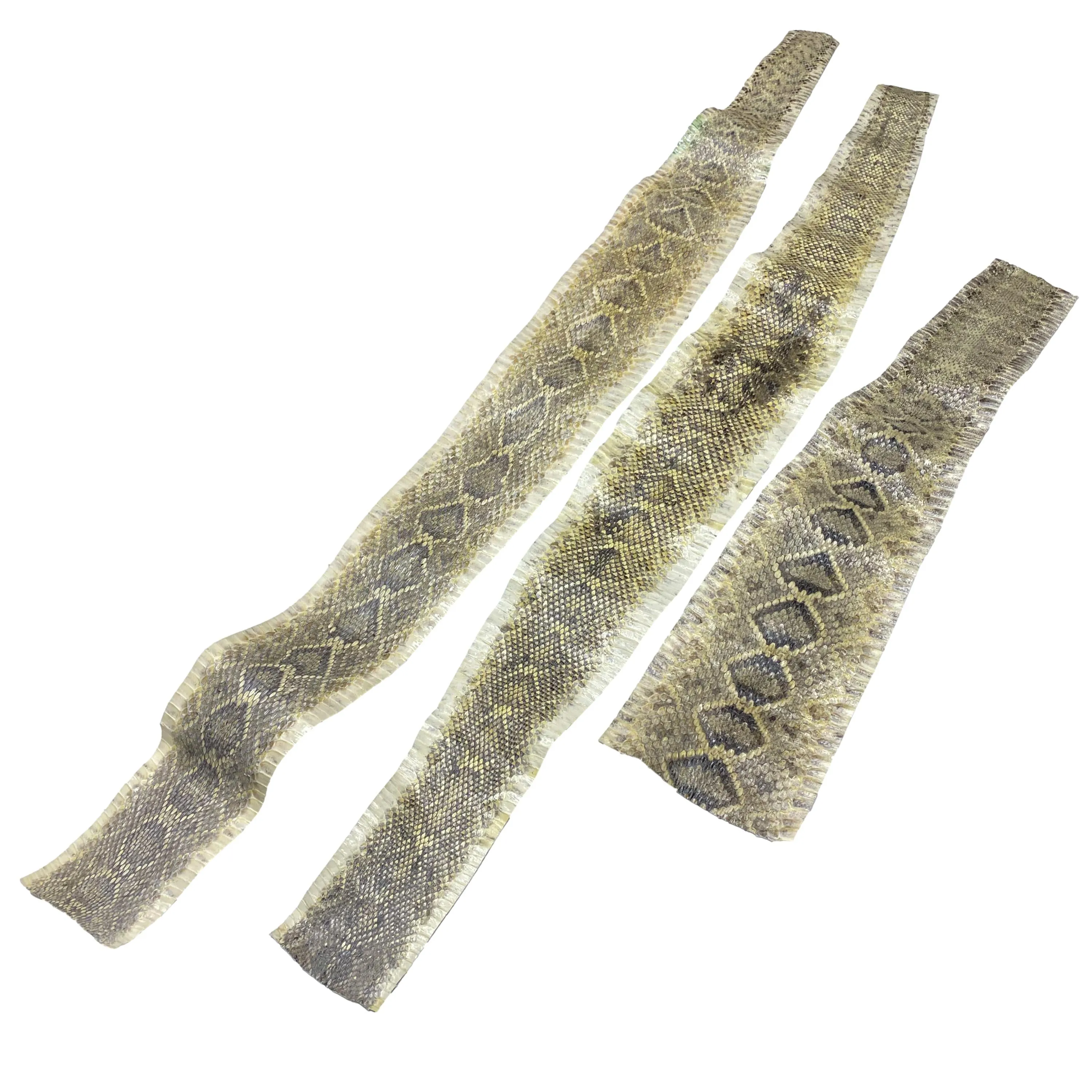 Eastern Rattlesnake Snake Skins - Diamondback Snakeskins