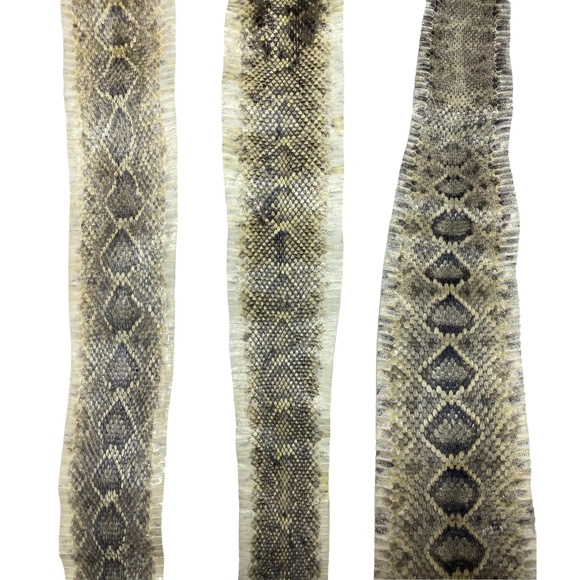 Eastern Rattlesnake Snake Skins - Diamondback Snakeskins