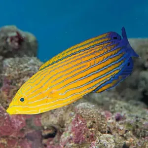 Femininus Wrasse - Stunning Colorful Fish for Vibrant Aquariums