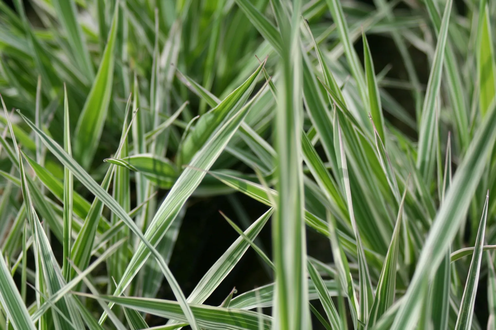 Gardeners Garters (Phalaris arundinacea var. picta)