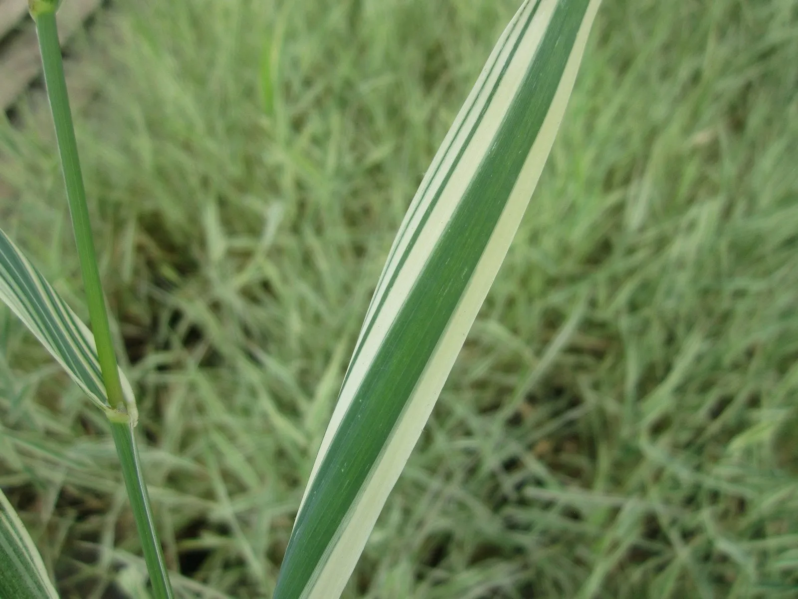 Gardeners Garters (Phalaris arundinacea var. picta)