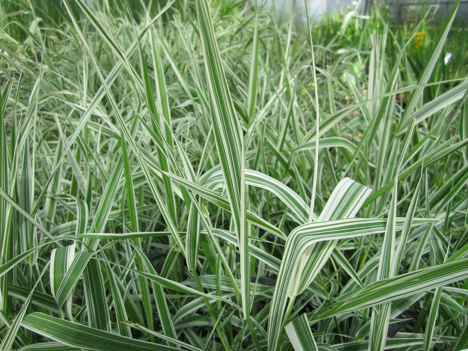 Gardeners Garters (Phalaris arundinacea var. picta)