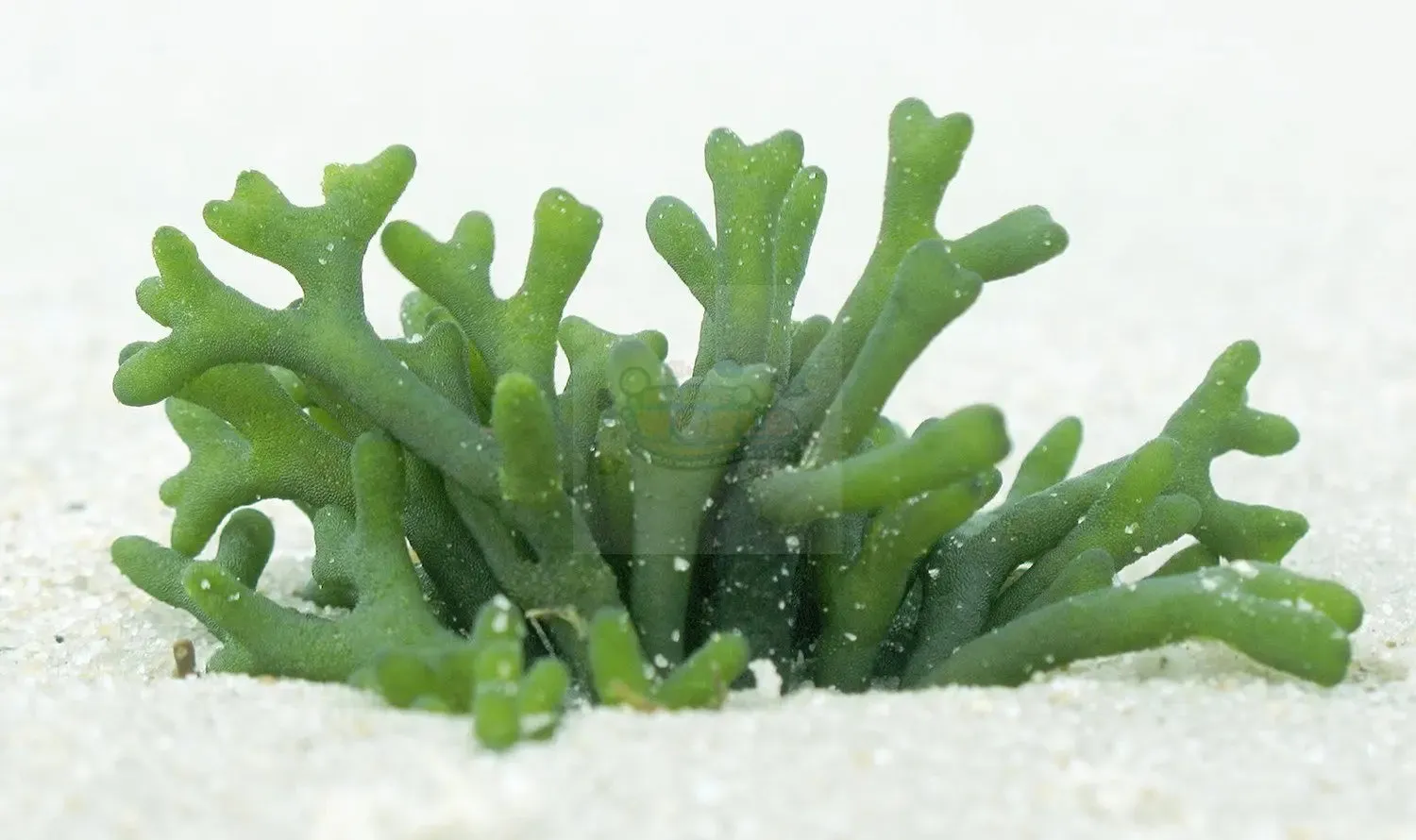 Green Antler Algae (Codium spp)