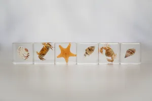 Sea Searchers Specimen Set