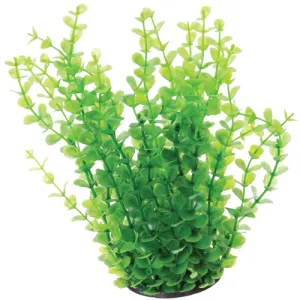 Underwater Treasures Green Moneywort Plant