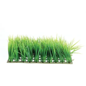 Underwater Treasures Hairgrass Mat Plant