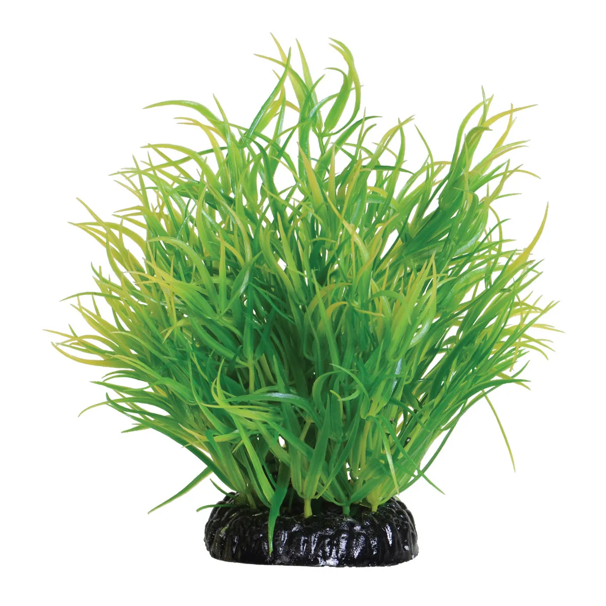 Underwater Treasures Lemon Grass Plant 6 inch