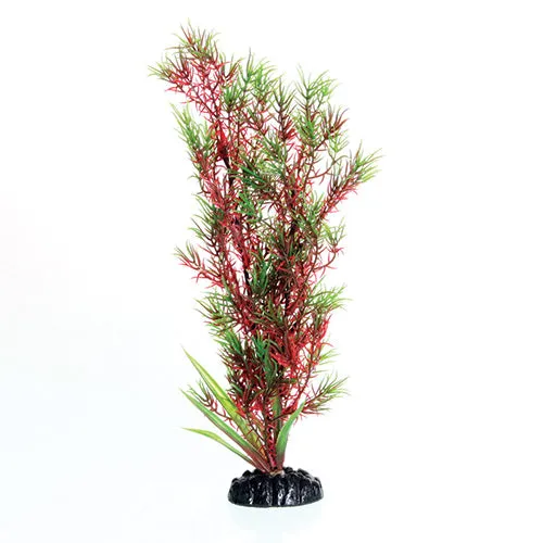 Underwater Treasures Red/Green Springeri Plant