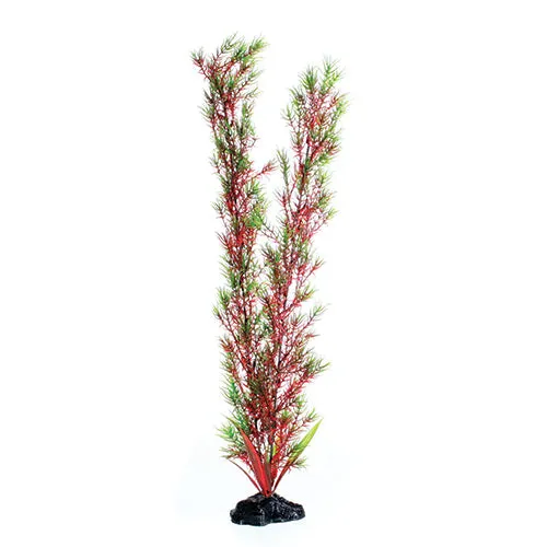 Underwater Treasures Red/Green Springeri Plant