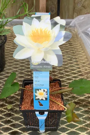 Water Lily White Albida 5"