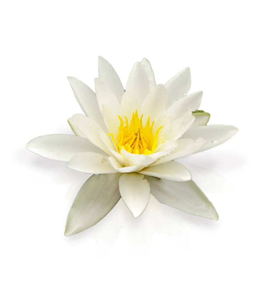 White Water Lily Fragrance Oil