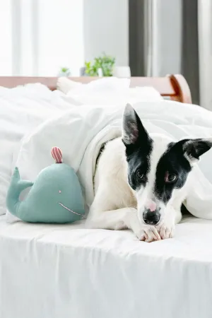 Will The Dolphin Toy