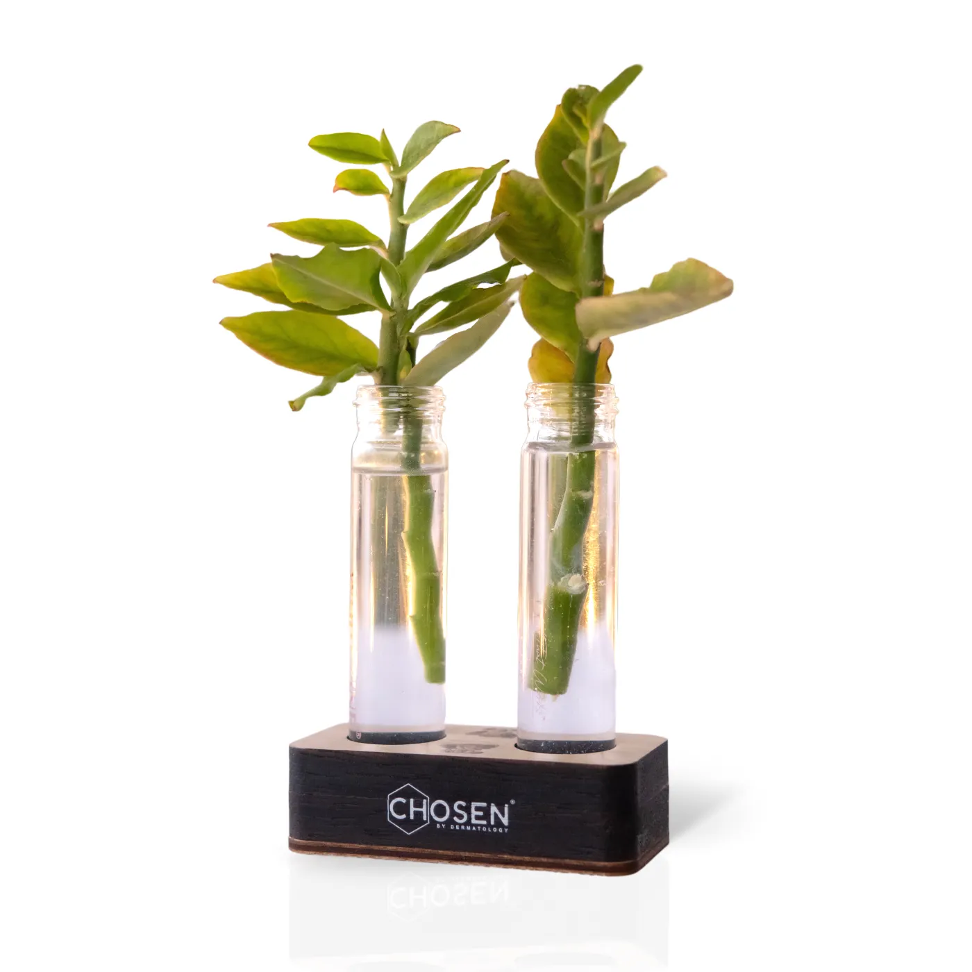 ZOLA Twin Plant Holder (Redeem for 200 Zola Points)